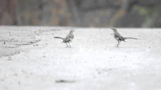 Northern Mockingbird  Mimus polyglottos Territorial Dance [upl. by Kev]