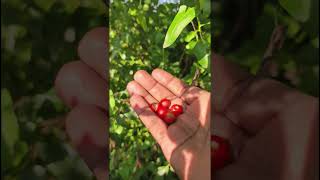 Solanum Violaceum fruits harvest near my garden [upl. by Yrreiht]