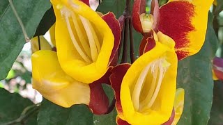 Thunbergia Mysorensis  Mysore Trumpetvine shorts [upl. by Adnaval879]