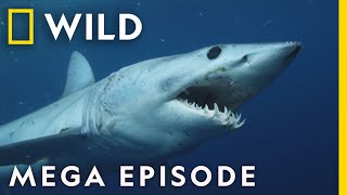 When Sharks Attack  Season 8 Mega Episodes Compilation  Nat Geo Wild [upl. by Rabbaj]