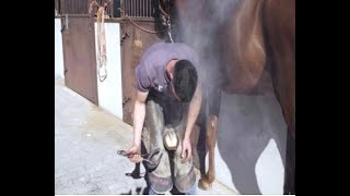 Herrador de caballos clase práctica en Escuela de Herradores Manuel de la Rosa  Todo Caballo [upl. by Gnuoy951]