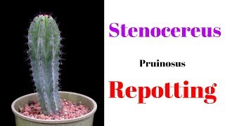 Stenocereus Pruinosus Repotting  Cactus Repotting [upl. by Anait]