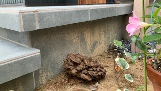 Growing maitake mushrooms at the entrance of home [upl. by Darra]