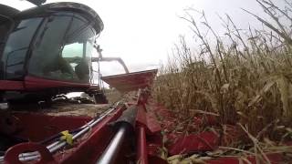 Stevens Farms Case IH 4412 Folding Corn Head [upl. by Aenad]