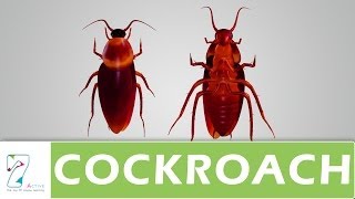 COCKROACH [upl. by Sikko516]