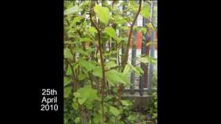 IVMs Japanese Knotweed Rapid Growth Video 1 [upl. by Ynffit]