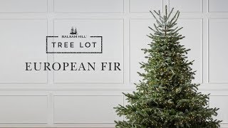 European Fir  Tree Lot [upl. by Amsden243]