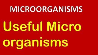 Useful microorganisms  Class 8 Science Microorganisms 35 Chapter 2 [upl. by Etnoved504]