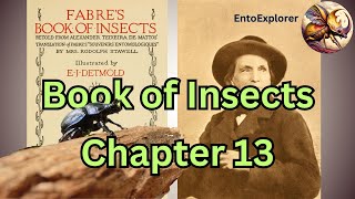 Life of a Sisyphus Beetle  Book of Insects Chapter 13 by JeanHenri Fabre [upl. by Adrial]