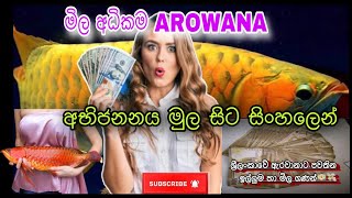 ඇරවානා අභිජනනය කරලා සල්ලි හොයමුද😱💵😱 Lets earn money by breeding Aravanas…fish viral [upl. by Gautea256]