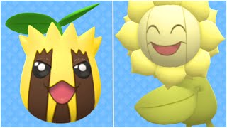 FULL SUNKERN EVOLUTION TEAM Shiny Sunkern Shiny Sunflora  How To Use Sunflora [upl. by Mehitable]