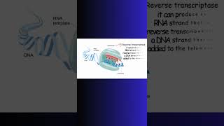 TELOMERASE and TELOMERES REVERSE TRANSCRIPTION dna telomerase physiology rna enzymes cell [upl. by Inah]