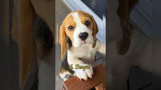 Top 10 Cute Dogs in The World  दुनिया के सबसे प्यारे कुत्ते 🌍 shorts cutedogs animalshorts [upl. by Raffin]