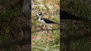 AVE PERNA DE PAU CANTANDO aves birds aveslivres avesbrasil natureza [upl. by Pathe]