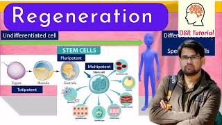 Regeneration Complete Process  Types  Mechanism  Regeneration in Invertebrates or Vertebrates [upl. by Aminta]