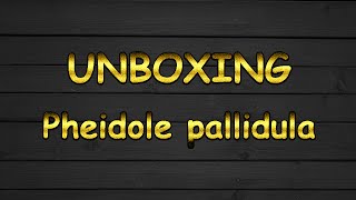 Unboxing Pheidole pallidula  Nid [upl. by Paul]