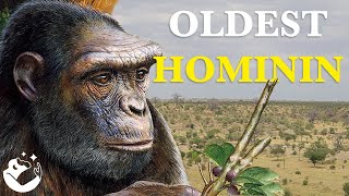 The Fascinating Origins of Hominins [upl. by Lemahs]