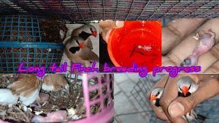 Long Tail Finch Breeding progress 2024 [upl. by Yarehs]