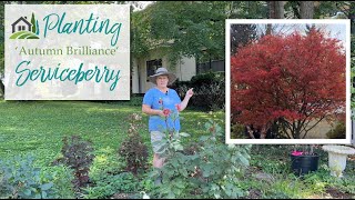 Planting an Autumn Brilliance Serviceberry  ❤️🌳❤️ [upl. by Zielsdorf]