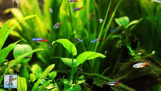 Stunning Tropical Aquarium Fish amp The Best Relax Music [upl. by Enytnoel113]