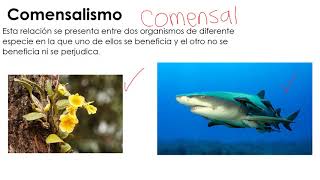 comensalismo y amensalismo [upl. by Nial]