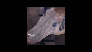 The brutish Anteosaurus paleontology dinosaur prehistoric [upl. by Trip673]