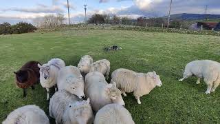 sheepdog training quotHurdlesquot  lets give it a go with Blu [upl. by Kristien]