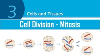 LESSON 6  Cell Division MitosisProtein Synthesis  FIS1601 [upl. by Aihpledalihp]