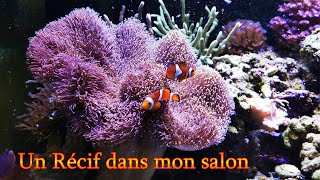 Récifal Méthode Berlinois  un Récif à la maison  Aquarium Eau de mer [upl. by Lindeberg]