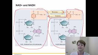 BIOL 1406 Chapter 7 Part 1 Recorded Lecture [upl. by Krys226]