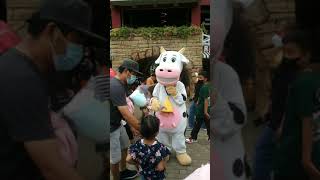 ADA BADUT SAPI LUCU SEKALI DI CIMORY DAIRYLAND PUNCAK BOGOR [upl. by Zillah]