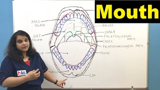 Mouth  Oral Cavity  Buccal Cavity  Digestive System  GI tract  Nursing Lecture [upl. by Florrie415]