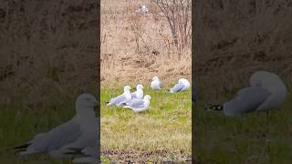 Ringbilled gull birdsloverparrotswildlife browndeernature muledeer horse huskeycanada [upl. by Aniloj]