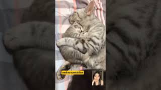 The mother cats behavior with her kittens is annoyingcat lofi funny [upl. by Lauritz]