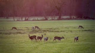 Drei auf einen Streich  Jagd auf Rehwild im Winter waidmannsheil [upl. by Laforge]