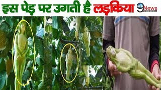 इस रहस्यमय पेड़ पर फल नहीं बल्कि उगती है लड़कियां  Narilata Tree Mysterious Facts [upl. by Esil]