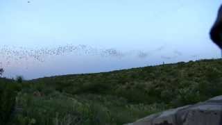 Carlsbad Caverns National Park Bat Flight Amphitheater New Mexico USA [upl. by Llabmik442]