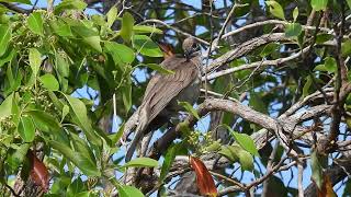 Little Friarbird Hervey Bay Qld [upl. by Ultun]