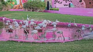 Pink Flamingos [upl. by Milburt]