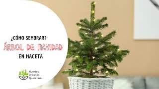 Cómo SEMBRAR un ARBOL DE NAVIDAD en MACETA🎄 [upl. by Aaren]