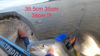 Fishing for BIG bream at Nudgee Beach Brisbane with the Holt Productions Swim Prawn  Best Session [upl. by Thant19]