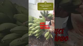 DICA PRA AMADURECER bananas comofazer diaadianaroça colheitafeliz farturanaroça youtubeshorts [upl. by Annelak833]