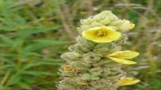 Propiedades y Beneficios Curativas del Gordolobo planta medicinal Verbascum thapsus L [upl. by Okihcim134]