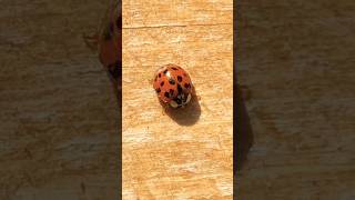 Must watch COORDINATED RHYTHMIC gait pattern 🐞❤️SO FASCINATING… asmr nature pickNgift [upl. by Raouf]