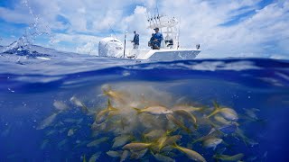 Why These Fish Won’t Stop Populating  Epic Offshore Fishing Frenzy [upl. by Mandeville]