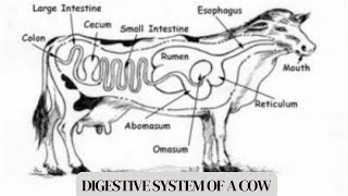 The digestive system of a cow [upl. by Seira76]