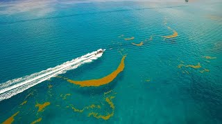 The Astounding Length of Seaweed in the Sargasso Sea 4K [upl. by Drofhsa]