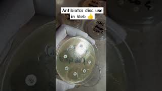 Klebsiella pneumoniae antibiotics sensitivity Disc  Kleb antibiotics disc  culture sensitivity [upl. by Demeter]