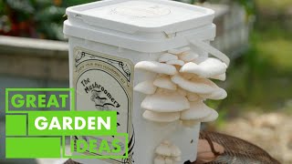 How are Oyster Mushrooms Grown  GARDEN  Great Home Ideas [upl. by Orlene989]