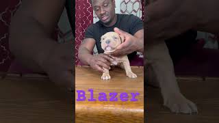 Blazer 5 weeks old xlamericanbully merletribully puppy mastiff pitbull blazer bossybloodline [upl. by Elroy816]